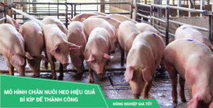 Mô hình chăn nuôi heo hiệu quả