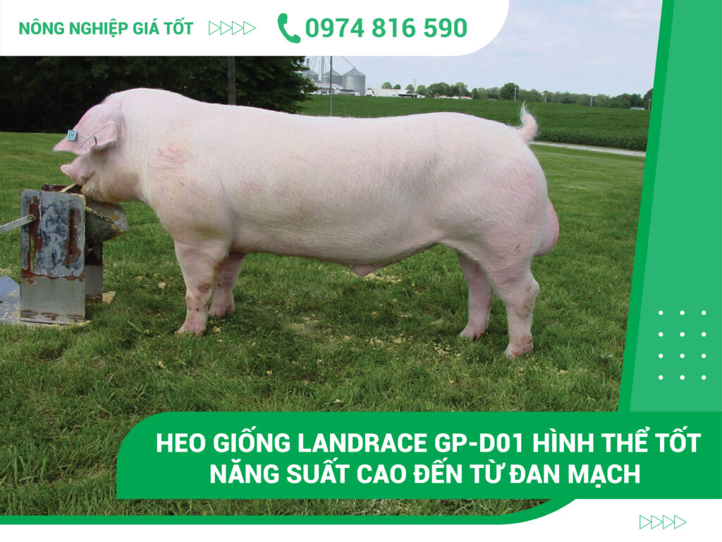 Lợn Landrace Đan Mạch