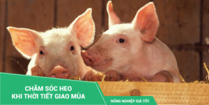 Chăm sóc heo khi thời tiết giao mùa