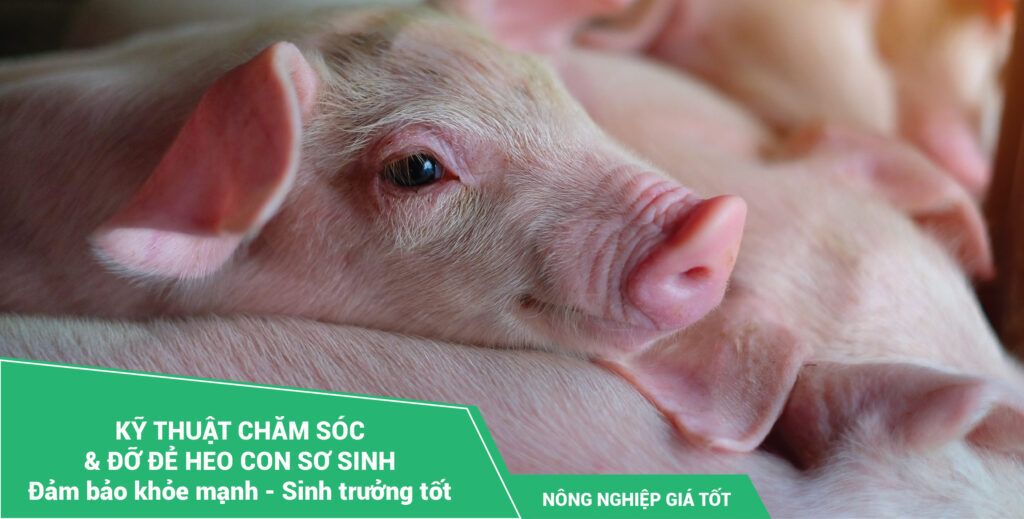 Kỹ thuật chăm sóc & đỡ đẻ heo con sơ sinh - Đảm bảo khỏe mạnh - Sinh trưởng tốt