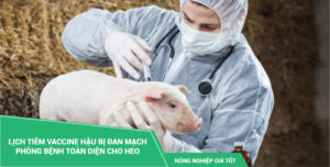Lịch tiêm vaccine heo hậu bị Đan Mạch