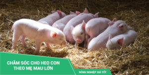 Chăm sóc heo con theo heo mẹ mau lớn