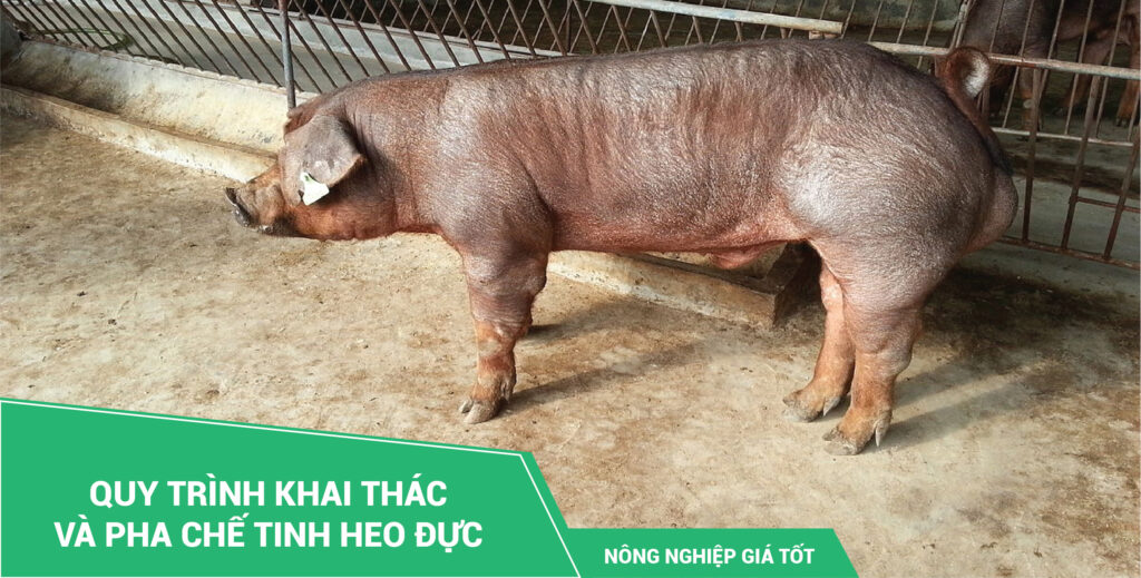 Quy trình khai thác và pha chế tinh heo đực
