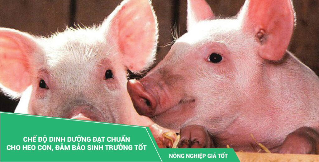 Dinh dưỡng cho heo con