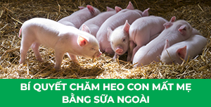 Bí quyết chăm heo con mất mẹ bằng sữa ngoài