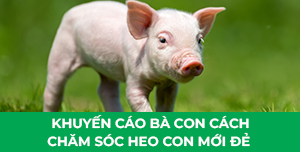 Khuyến cáo bà con cách chăm sóc heo con mới đẻ