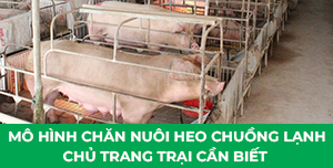 Khám phá với hơn 64 về mô hình nuôi lợn thịt mới nhất  Tin học Đông Hòa