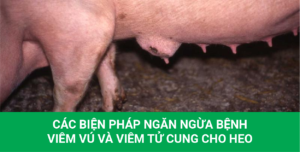 Các biện pháp ngăn ngừa bệnh viêm vú và viêm tử cung ở heo