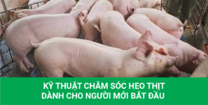 Kỹ thuật chăm sóc heo thịt dành cho người mới bắt đầu 