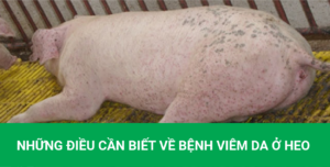 benh_viem_da_heo