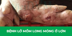 benh lo mom long mong o lon