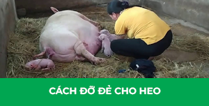do de cho heo