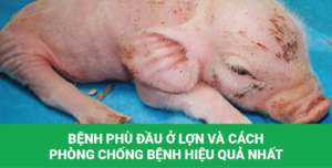 bệnh phù đầu ở lợn