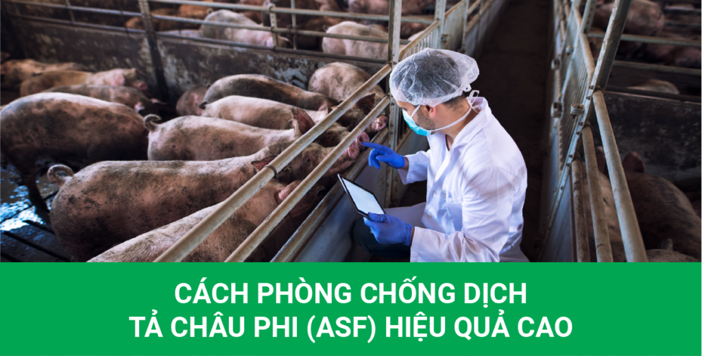 dịch tả châu phi