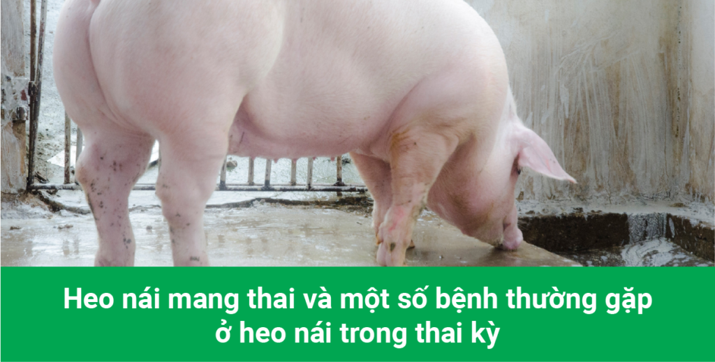 bệnh thường gặp ở heo nái