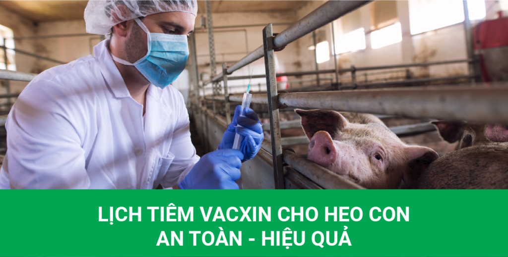 lịch tiêm vacxin cho heo con