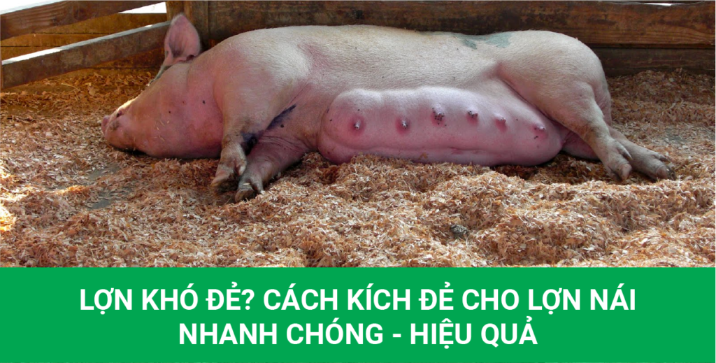 kích đẻ cho lợn nái
