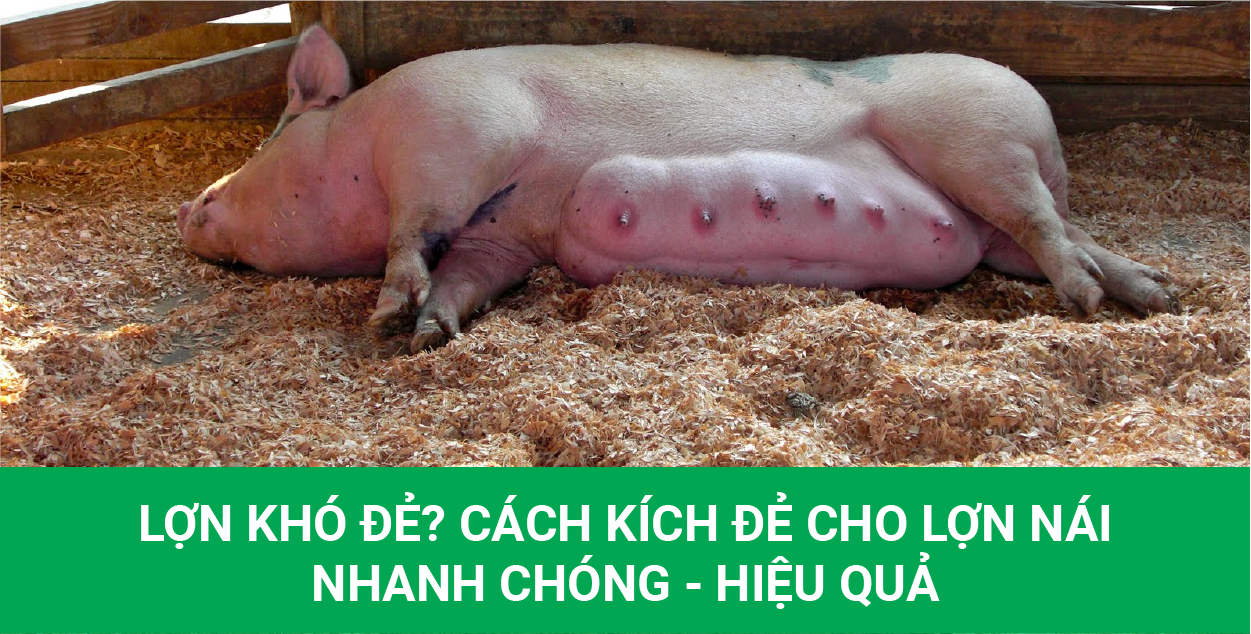 LỢN KHÓ ĐẺ? CÁCH KÍCH ĐẺ CHO LỢN NÁI NHANH CHÓNG HIỆU QUẢ