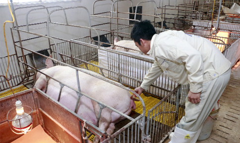 kích đẻ cho lợn nái