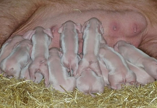 kích đẻ cho lợn nái