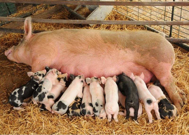 lịch tiêm vaccine cho heo con