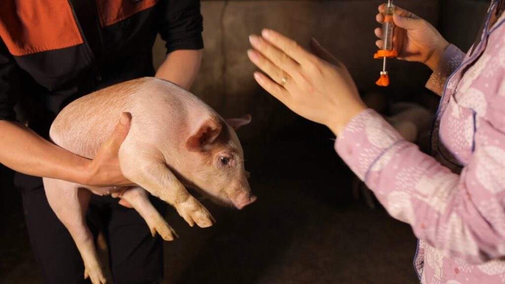 lịch tiêm vaccine cho heo con