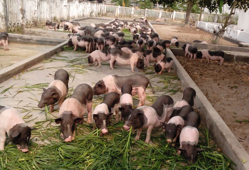  heo giống Yorkshire