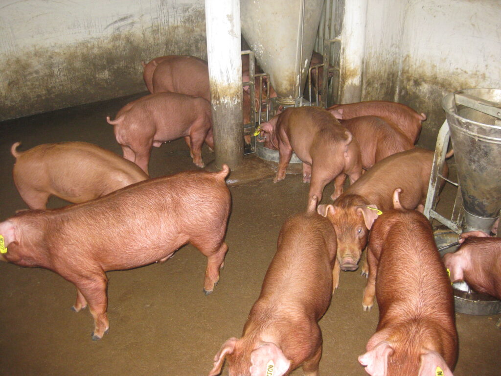 Heo giống Duroc Đan Mạch
