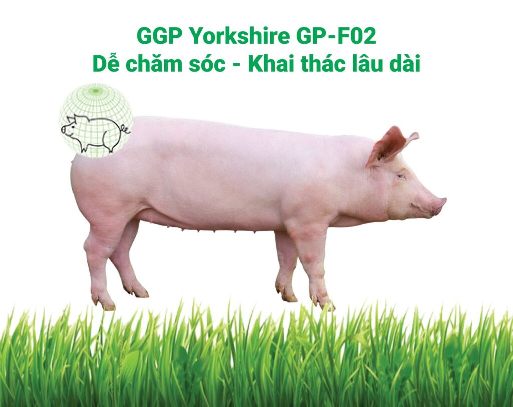  heo giống Yorkshire
