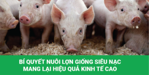 nuôi lợn giống