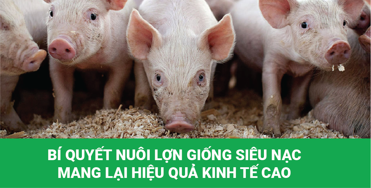 Tính chi phí lãi xuất của một trang trại nuôi 1000 con lợn thịt