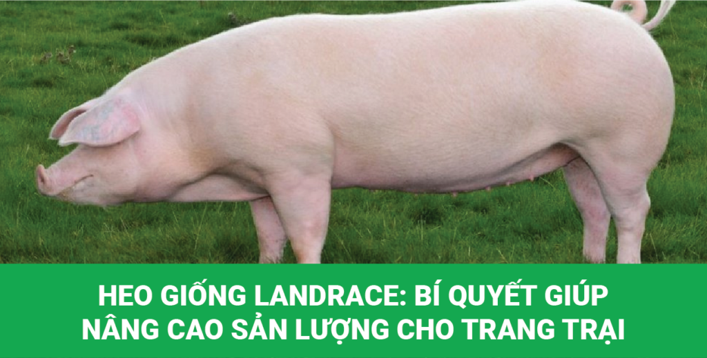 Heo giống Landrace