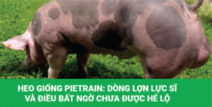 Lợn Pietrain