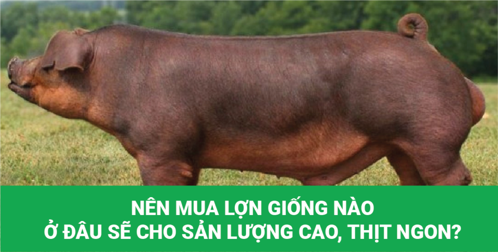 mua lợn giống
