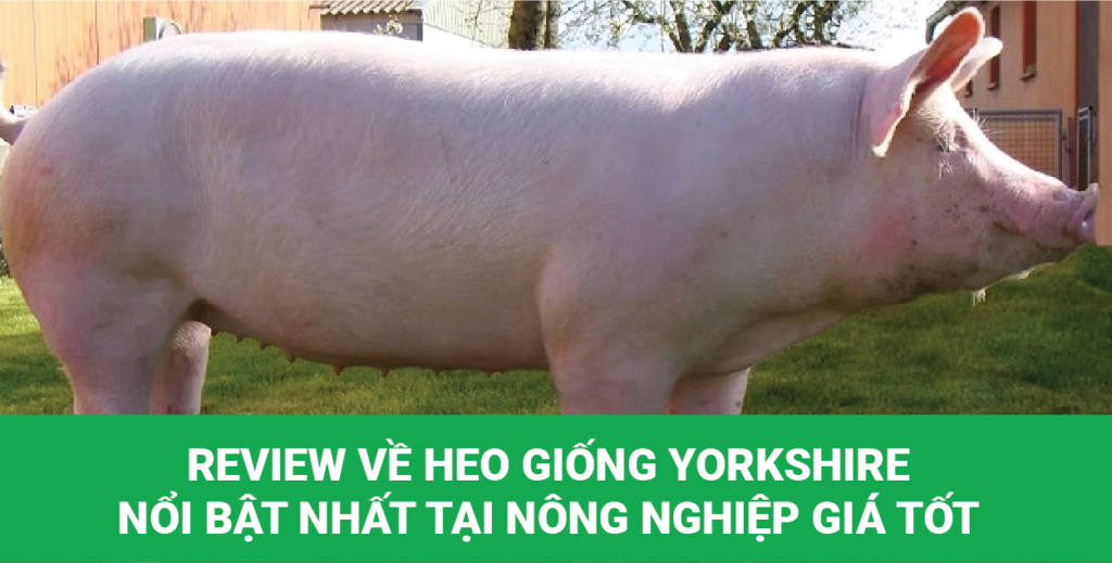 heo giống Yorkshire