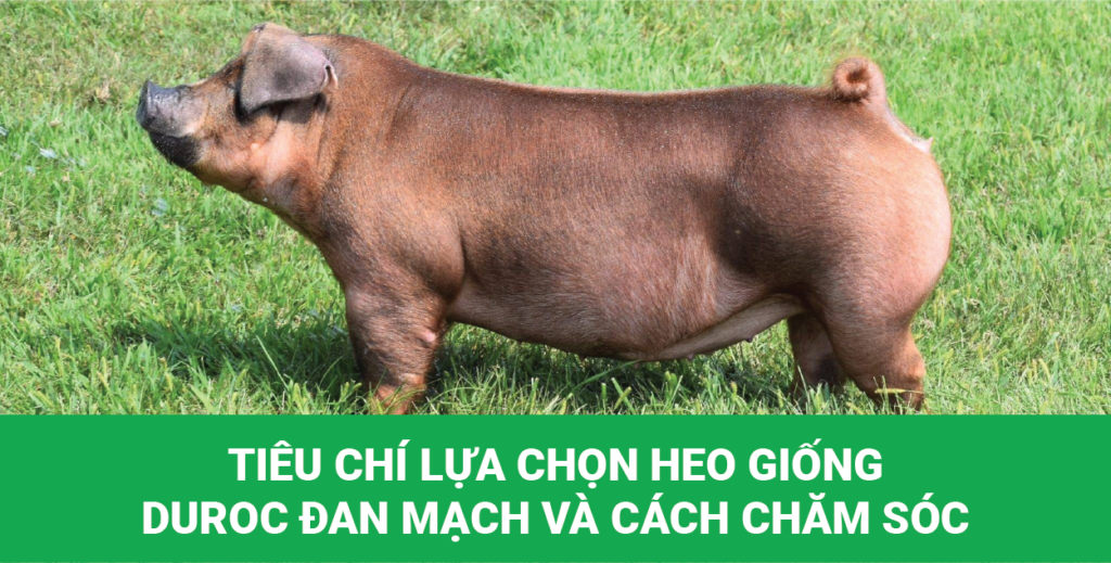 Heo giống Duroc Đan Mạch