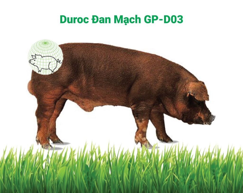 Heo giống Duroc Đan Mạch