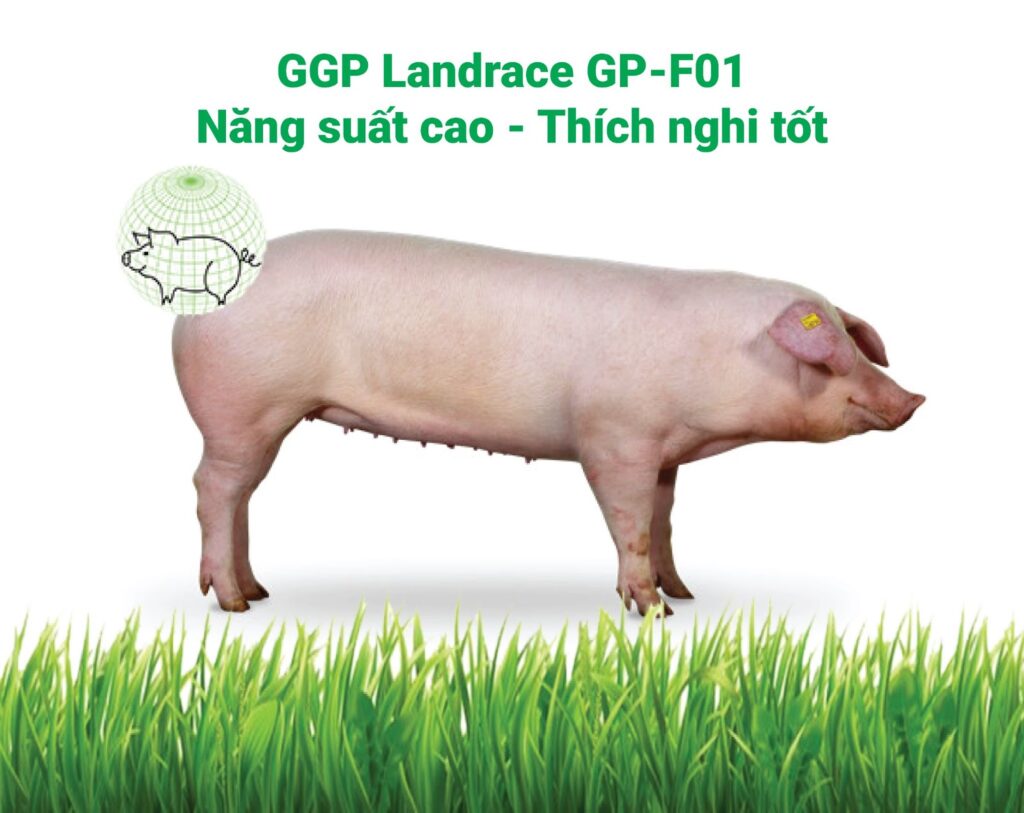mua lợn giống