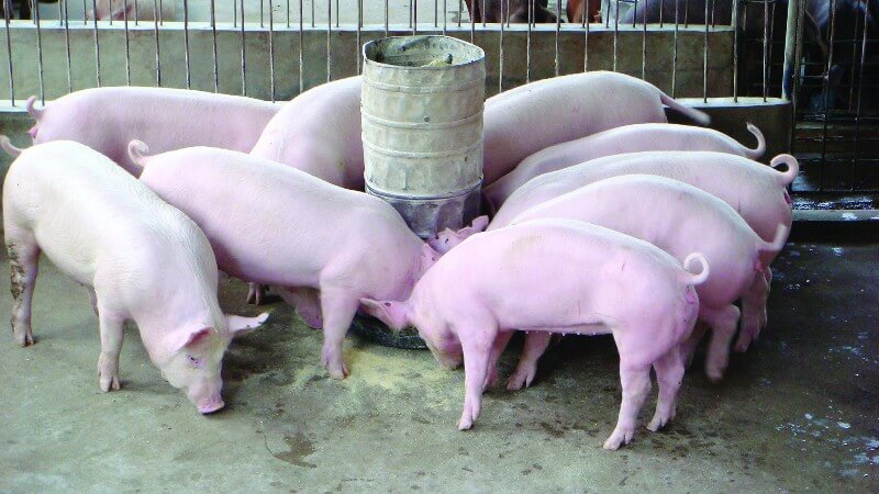 chi-phi-nuoi-10-con-lon-thit-nong-nghiep-gia-tot (1)