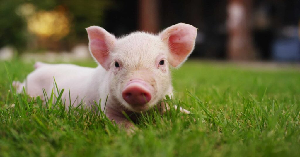 chung-toi-muon-cung-cap-nhung-con-lon-nai-sinh-de-de-dang