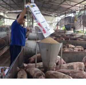 nguyen-nhan-gia-heo-hoi-tang-Nong-nghiep-gia-tot.jpg (1)