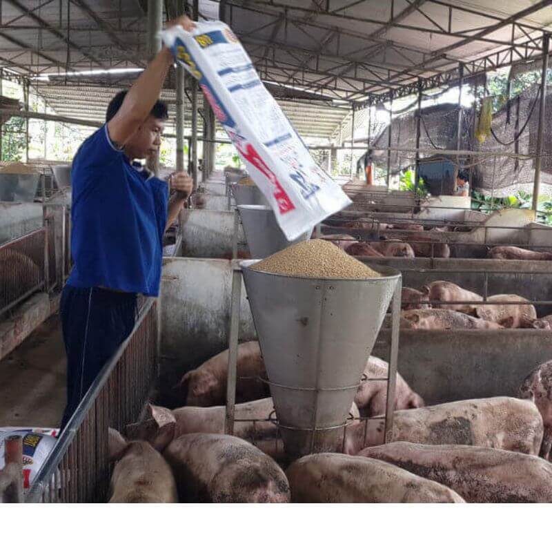 nguyen-nhan-gia-heo-hoi-tang-Nong-nghiep-gia-tot.jpg (1)