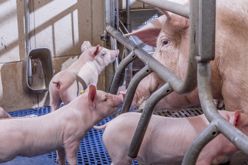 giong-heo-hypor-libra