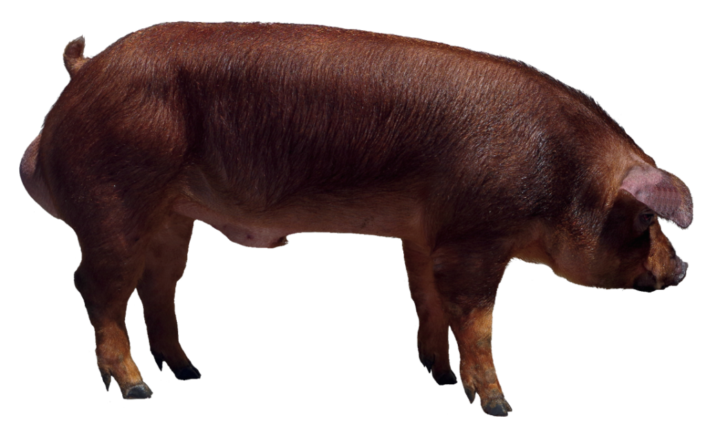 nguon-goc-cua-lon-duroc-nong-nghiep-gia-tot.jpg