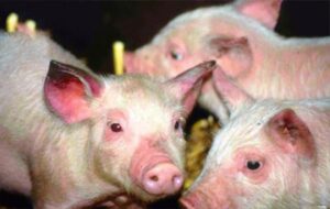 trieu-chung-benh-tu-huyet-trung-o-lon-3