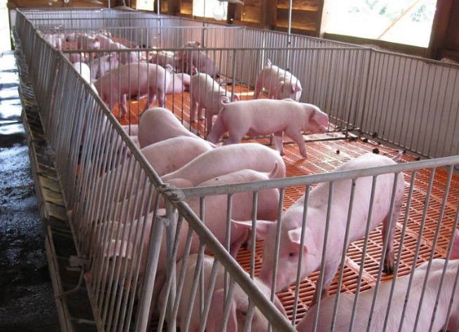 mat-do-nuoi-heo-thit