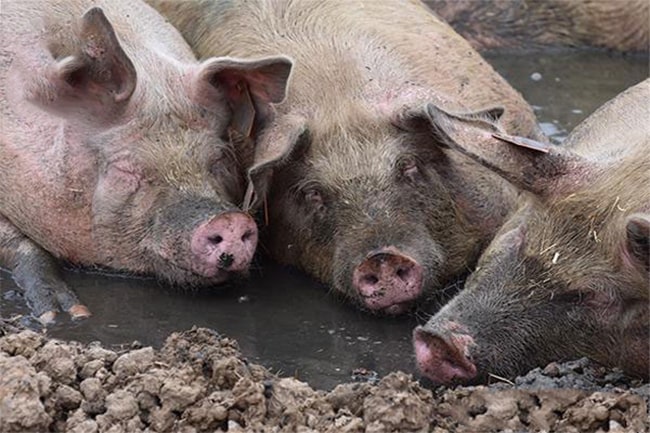 benh-xoan-khuan-o-lon