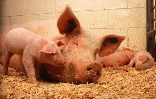 cham-soc-heo-nai-mang-thai-3