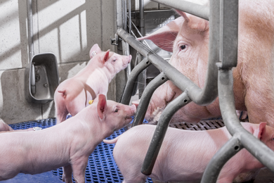 hypor-libra-chan-nuoi-ben-vung