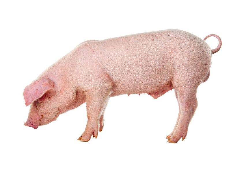 chat-luong-giong-heo-dan-mach-4